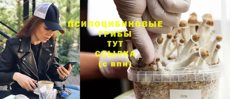 Псилоцибиновые грибы GOLDEN TEACHER  ссылка на мегу ссылка  Вяземский  закладка 