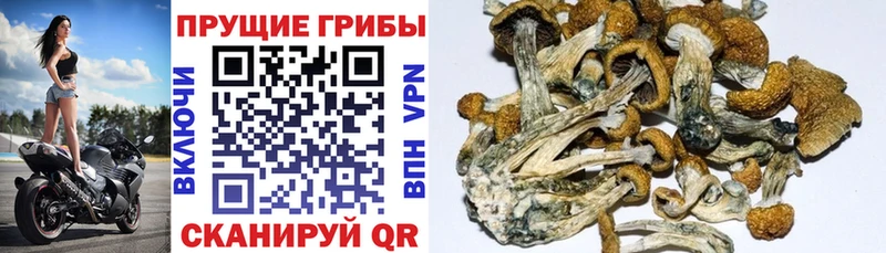 Галлюциногенные грибы GOLDEN TEACHER  MEGA сайт  Вяземский 